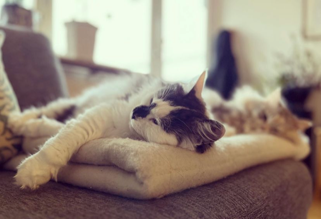 Sibirisk katt Wild och Xui